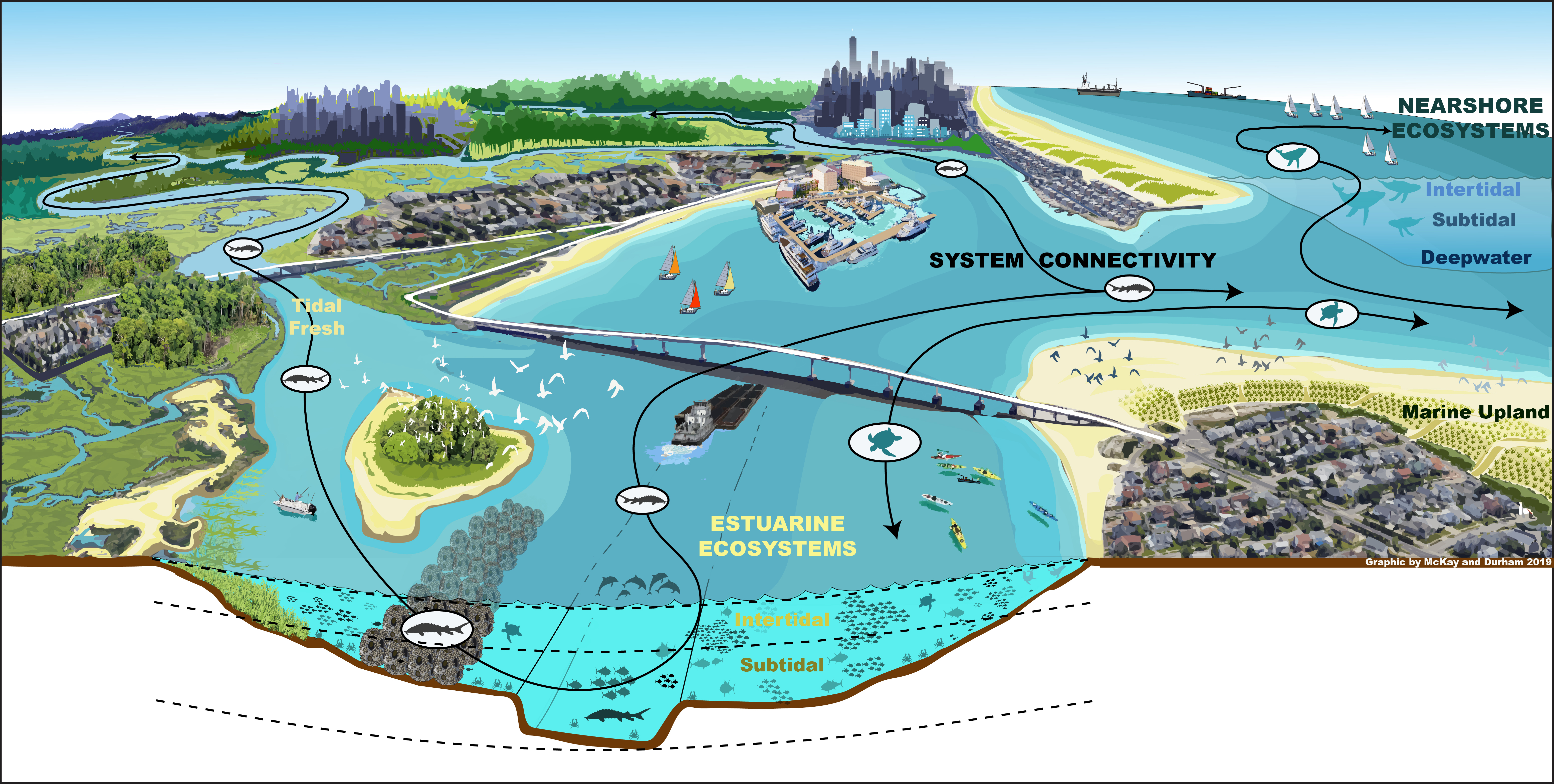 Overarching conceptual model for the New York Bight.